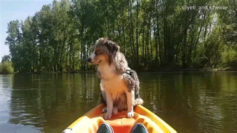 Maybe you would like to learn more about one of these? Dog falls asleep while balanced on a kayak : funny
