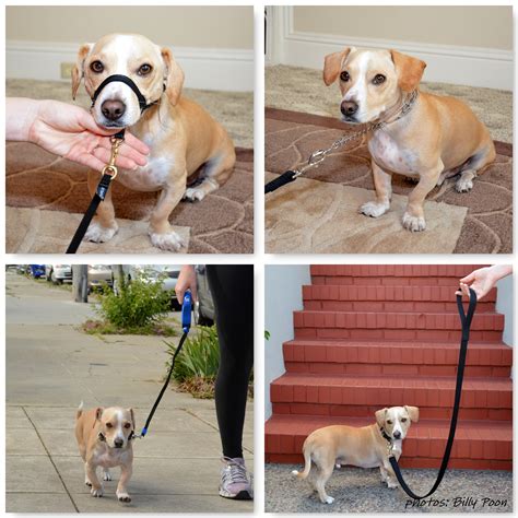 5 / 5 product rating. A Guide to Buying the Best Dog Leash | Rover Blog
