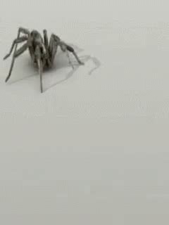 Discover more 3d, 3d, spider, vfx, animation, spider, vfx gifs on gfycat. Spiders GIF by memecandy - Find & Share on GIPHY
