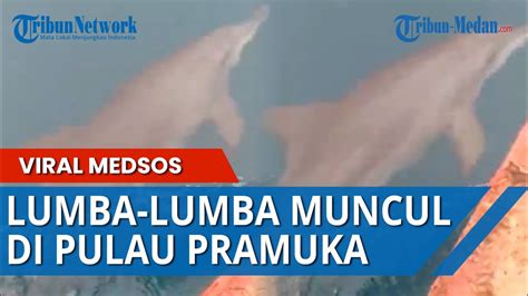 Semoga dengan adanya artikel singkat ini bisa. VIRAL Video Lumba-lumba Hidung Botol Terlihat di Pulau ...