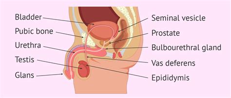 Male anatomy diagram filehuman reproductive system male simple english wikipedia. Labeled diagram of the male reproductive system