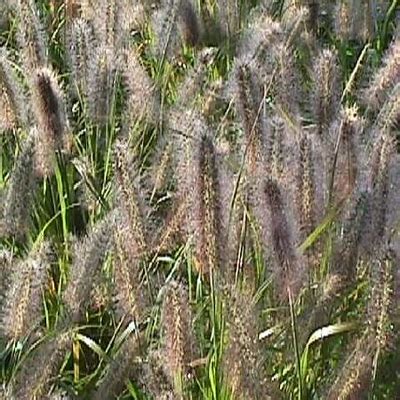 It performs best in the piedmont. Pennisetum Pennisetum alopecuroides 'Moudry' BLACK ...