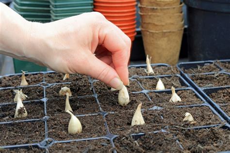 Damit zwiebeln im herbst hohe erträge liefern, ist beim stecken im frühjahr auf einiges zu achten. Freesien aus Zwiebeln ziehen » So wird's gemacht