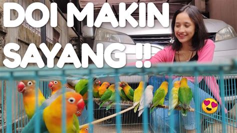 Ukuran kandang ini cukup untuk menangkarkan 1 pasang lovebird. Ternak Lovebird Koloni Kandang Kecil - YouTube