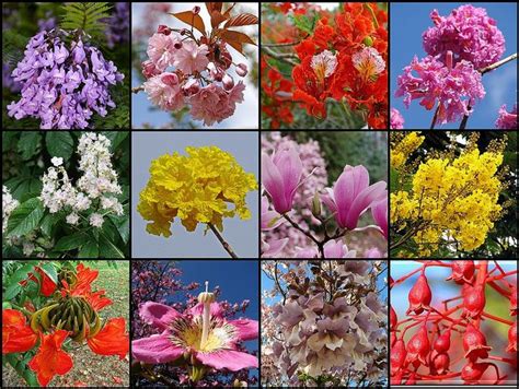 Any country andorra argentina armenia australia austria azerbaijan bangladesh belarus belgium bosnia and herzegovina brazil bulgaria canada china colombia croatia cyprus czech republic denmark. Most beautiful flowering trees (close-up) | Flowering ...