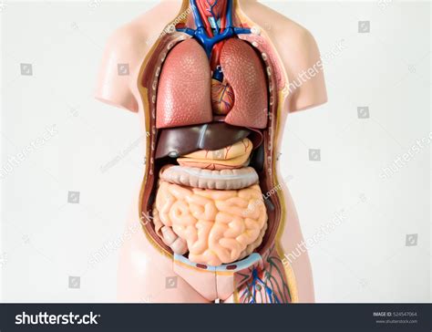 Related posts of anatomy of organs. Anatomy Human Torso Model Labeled Organs / Activity 5 ...