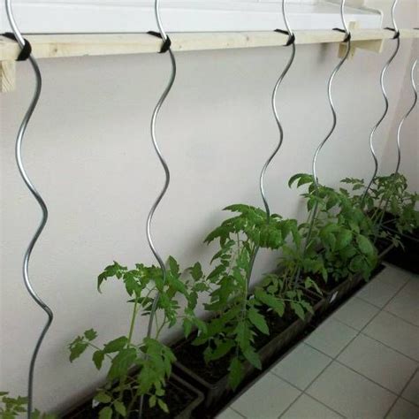 Get a tomato vine from free plants by mail. Tomato spiral wire for potted tomato plants support in ...