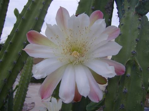 One is a red cactus with a gorgeous magenta stem growing out of the top with a magenta and white flower. Cereus forbesii care | Travaldo's blog