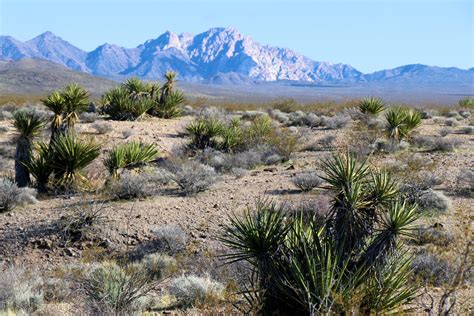 National Monument Proposed for Southern Nevada Tribal Lands - Honor Spirit Mountain