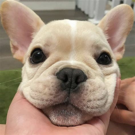 Limit my search to r/cat_girls. Home | Frenchie puppy, French bulldog, Cute french bulldog