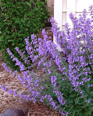 Catmint is one of those plants that thrives on neglect. Plants for a Prairie Garden: Catmint