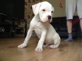 Grooming, daycare, self wash, training Johnson American bulldog | Paisley, Renfrewshire | Pets4Homes