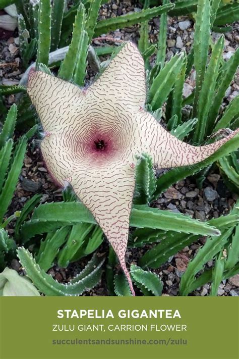 A rare indonesian plant that only blooms about once a decade and smells like rotting flesh is stinking up the toronto zoo. This succulent's flower smells like rotting meat | Carrion ...