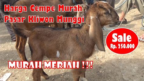 Harga kambing qurban surabaya pun mencatatkan harga yang tidak jauh berbeda. Harga Kambing Kecil / Cempe Murah di Pasar Kliwon Munggi ...