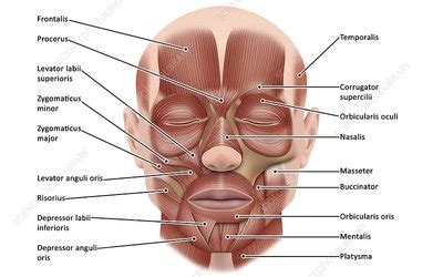 Check spelling or type a new query. Face muscle anatomy, illustration - Stock Image - C046 ...