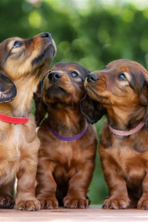 Contact your local officials and let them know you would love for them to use this free service. Dachshund Puppies For Adoption In Ohio