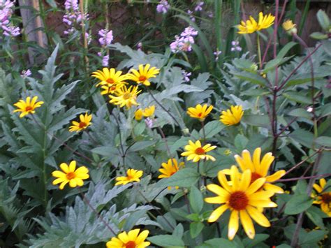 The color provides a nice complement for my other. heliopsis helianthoides var.scabra `summer nights` | Flickr