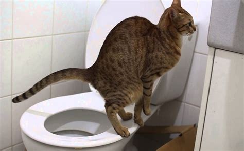 Once a cat has started to find its own toilet facilities elsewhere, it can be pretty hard to convince them to only go in the litter box. Why Is My Cat Pooping Outside The Litter Box? - Obey My Cat