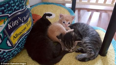 When she grew up she was afraid of cars. South Carolina cop Cody Garrett rescued a tiny kitten ...