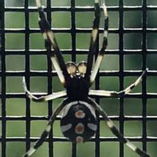 Like many spiders, the black widow spider eats other arachnids and insects that get caught in their webs. How to Get Rid of Spiders in the House: 11 Steps (with ...