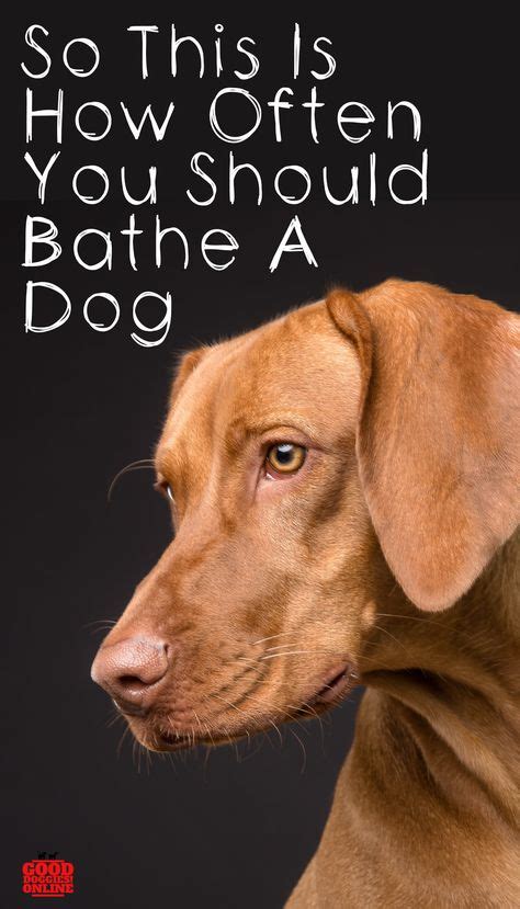 Bathing your baby three times a week should be plenty to keep your newborn clean until they are older. How often should you give a dog a bath? Check out these ...