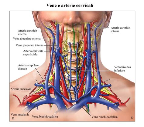 Maybe you would like to learn more about one of these? Aterosclerosi o arteriosclerosi coronarica, sintomi, cause ...