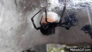 They require very little care and are can you really keep a black widow as a pet? Black Widow Spider Laying Eggs. on Make a GIF