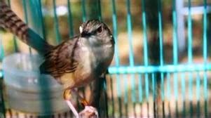 Burung ciblek merupakan salah satu jenis burung perkicau dengan body kecil seperti burung pleci. Perbedaan Burung Ciblek Jantan dan Betina | Burung kicau