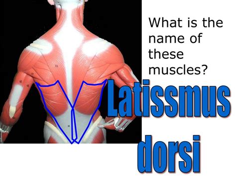 See the official 2016 list here: Name Of Muscles - Abdominal Muscle Description Functions Facts Britannica / Helps bend the neck ...