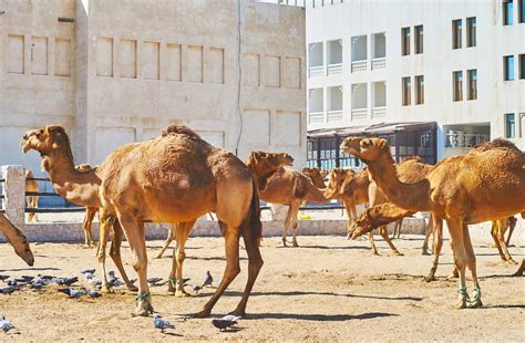 So you've got your product ready to go, but how do you set your price? 10 things to do in Souq Waqif, Qatar