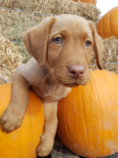 She birthed amazing f1 bobcat hybrids. Super cute Labrador Puppies up for immediate adoption FOR ...