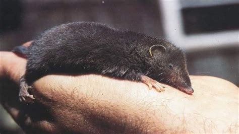 Little information is available about this marsupial's biology and ecology. Colocolo Opossum : MONITO DEL MONTE @ Colocolo @ colocolo ...