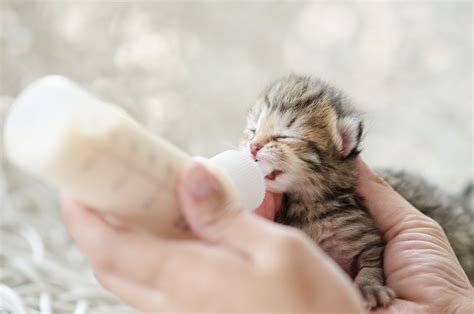 To give you a sense of scale, that's the same kind of weight of a lime. Caring for Newborn Kittens | ThriftyFun