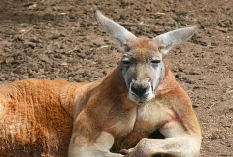 Welcome, friends, to round three of alpha male madness 2018! Kangaroo Grapples & Rear Naked Chokes Woman