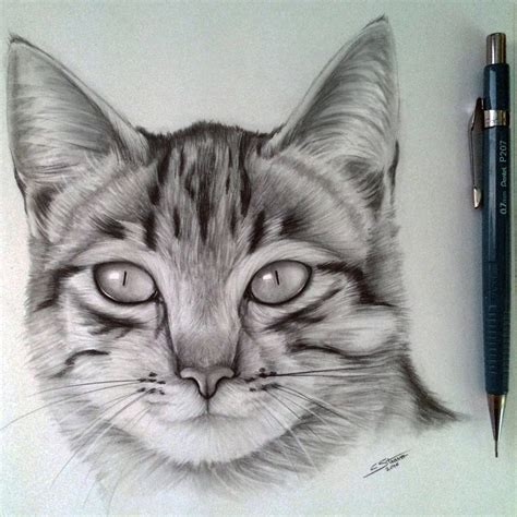 Don't forget to add that fuzz along the jawline. Cat Image Drawing | Drawing Skill