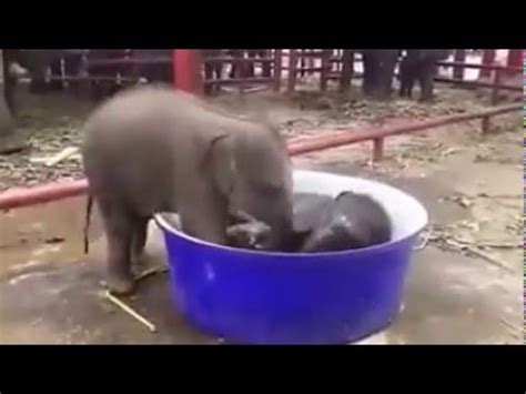 Soraya the baby elephant was a little hesitant to take a bath in front of onlookers at a zoo in germany. Baby Elephant bathing in a Tub - YouTube