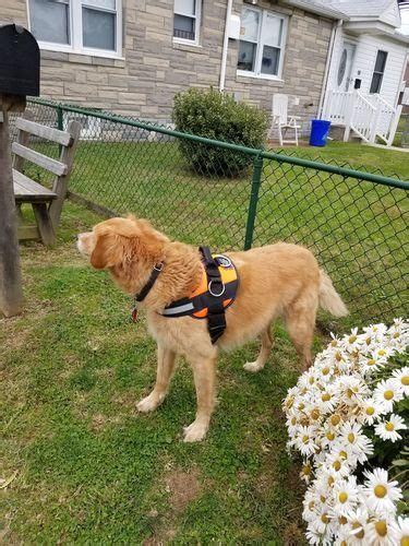 Different golden retriever harness materials. REVIEW: Best Harness For Golden Retrievers | Golden ...