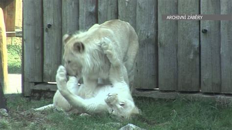 Zoo byla otevřena městským národním výborem r. TVS Hodonín - ZOO Hodonín v loňském roce navštívil ...