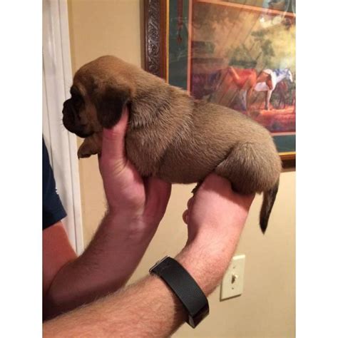 Pug puppies can be intimidating at first, as they seem to small, cute, and delicate. Stunning little Puggle mixed Beagle and the Pug puppies in Bristol, Virginia - Puppies for Sale ...