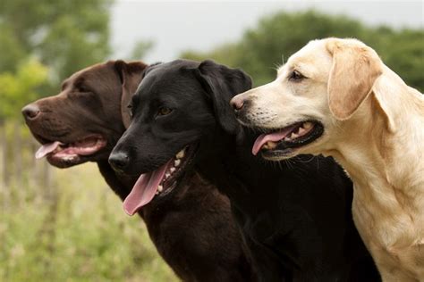 Hug she says sweetly and her dad's stress disappears thanks to that little magical word. Alasan Anjing Labrador Cokelat Lebih Cepat Mati Dibanding ...