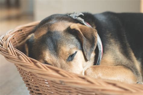 „sollte ich meinen hund kastrieren lassen? diese frage kann ihnen wohl niemand pauschal beantworten. 🥇Wann ist die Kastration beim Rüden sinnvoll Kosten ...