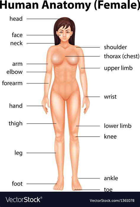 So that it will be easier to make a body parts list. Human body parts Royalty Free Vector Image - VectorStock