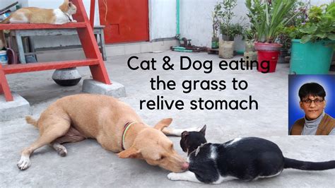 This content does not have an arabic version. Cat & Dog eating the grass to relive stomach - YouTube