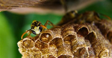 There are many types of wasps and bees that will use holes. How to Get Rid of Wasps