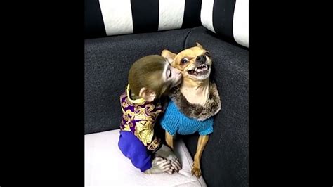 Share the best gifs now >>>. Monkey tries to kiss dog - YouTube