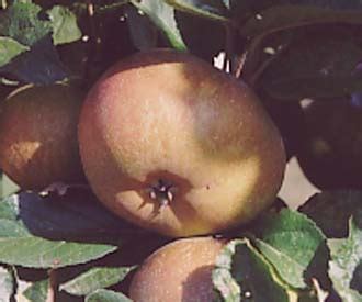 Check spelling or type a new query. Allen's Everlasting - Apple - Fruit Trees for sale | Order ...