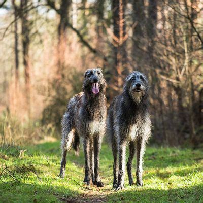 The noble scottish deerhound is a giant breed who loves to run and equally loves spending time with his owner. Pin by Lil Bug on Little things | Irish wolfhound ...