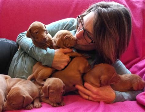 Pictured on about us tab. Vizsla puppy dog for sale in FREMONT, Michigan