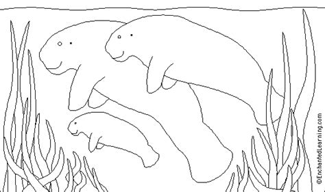 Manatee coloring pages free coloring pages. Manatee: Coloring/Writing Printout (simple ...