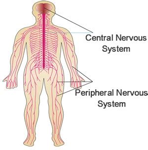 The peripheral nervous system consists of sensory neurons, ganglia (clusters of neurons) and nerves that connect the central nervous system to arms. Nervous System: Diagrams, Functions, Structure: Central ...